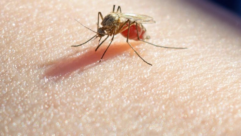 El paludismo: La enfermedad de los trópicos.
