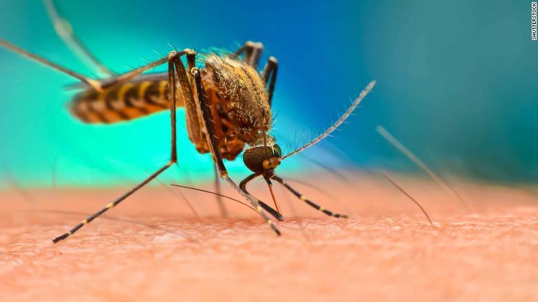 Dengue: la fiebre rompehuesos